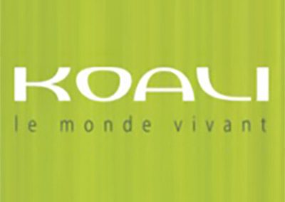 koali designer frames optometrist local