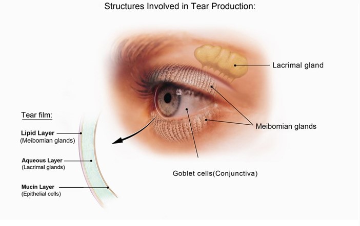 structures involved in tear production